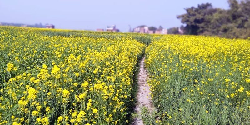 Mustard field with footpath – free photo