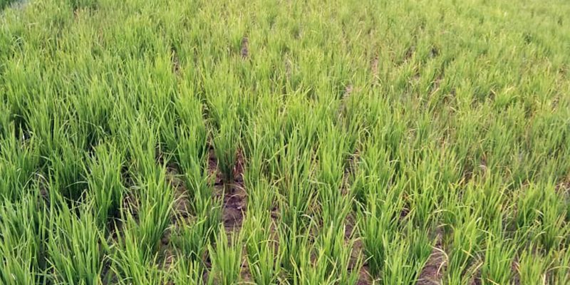 Rice paddy – free photo
