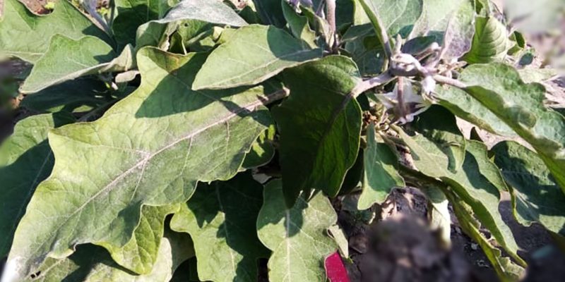 Brinjal tree with soil – free photo