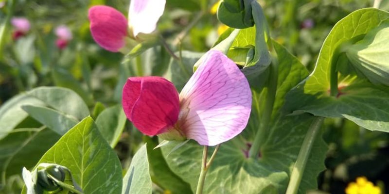 Pea flower, agriculture, farming – free photo