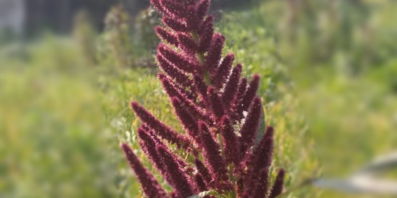 Amaranth – free photo