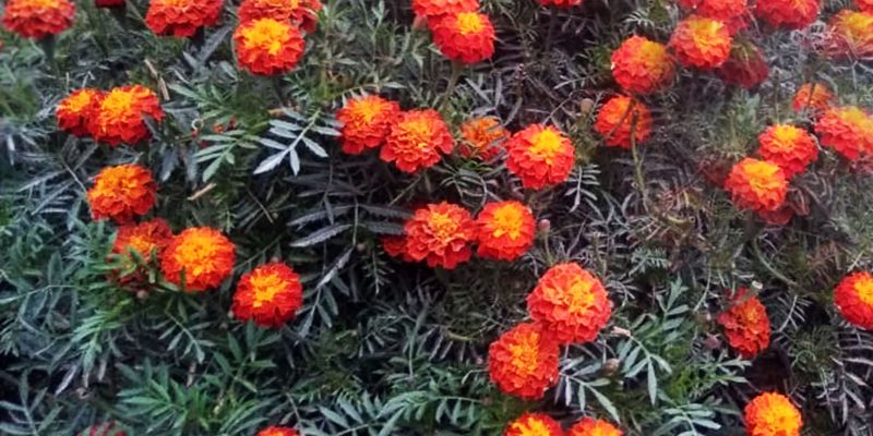 Color Marigold Flower, Nature –  free photo