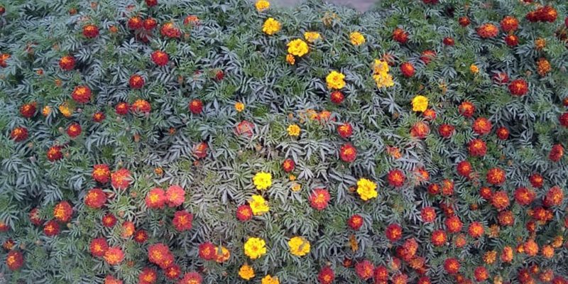 Color Marigold Flower, Nature – free photo