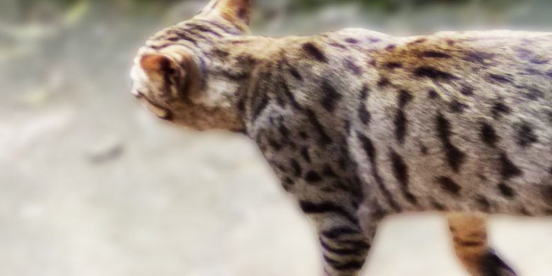 Beautiful cat walking – free photo