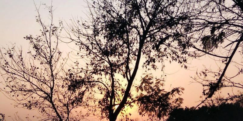 Sunset with tree – free photo