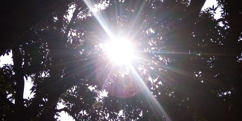Sunlight Streaming Through Trees In Forest