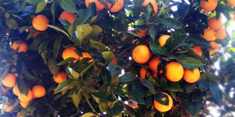 Oranges fruits tree image – free photo