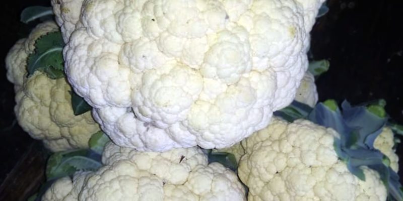 Cauliflower – free photo
