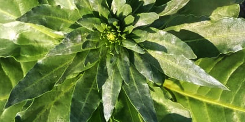 Spinach crop image – free photo