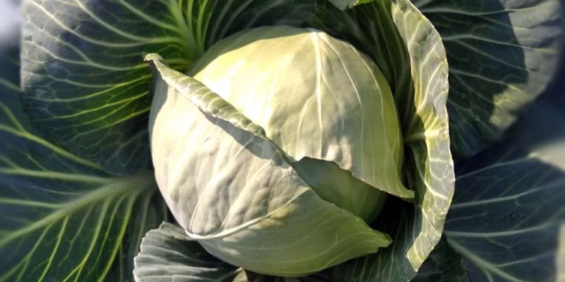 Cabbage crop, vegetable – free photo