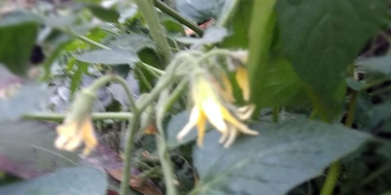 Tomato plant with flower – free photo