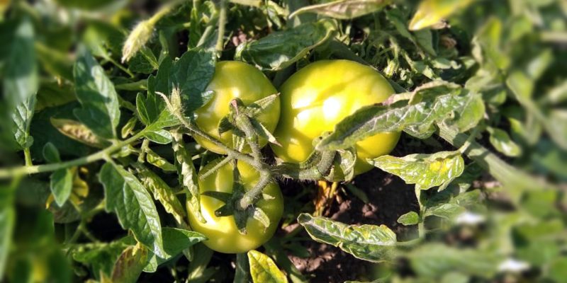 Tomatoes plant in greenhouse, organic farming – free photo