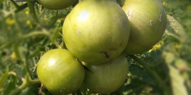 Green tomatoes plant, organic farming – free photo