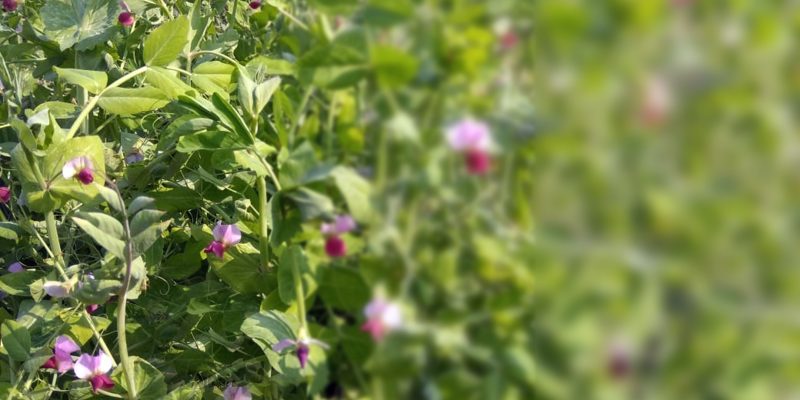 Sweet pea flowers – free photo