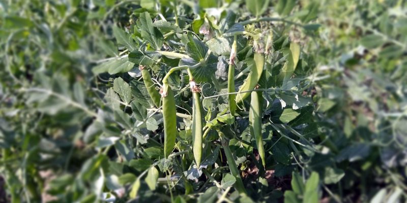 Pea flowers image – free photo