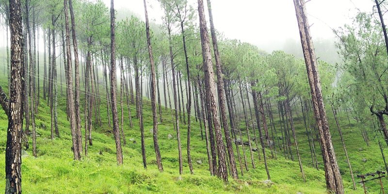 Green nature in the forest image – free photo