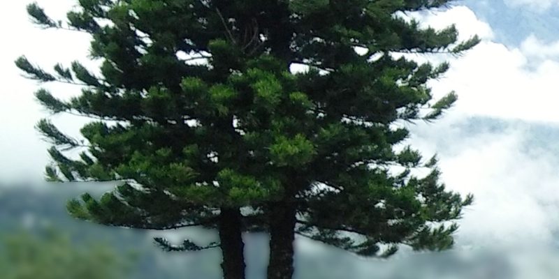 Green tree on background image – free photo