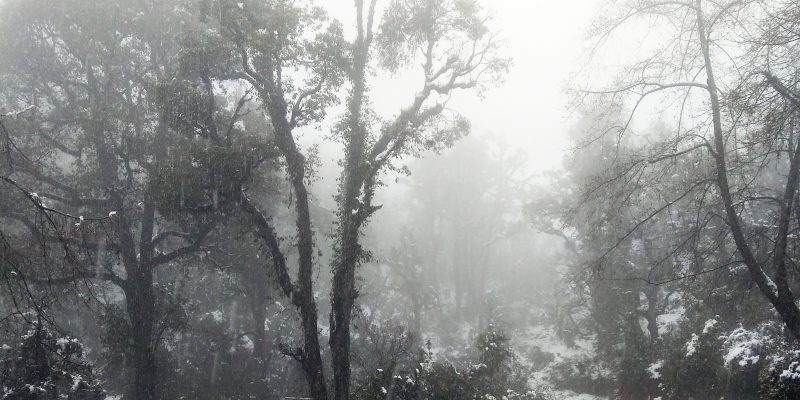 Tree filled with snowfall with road – free photo