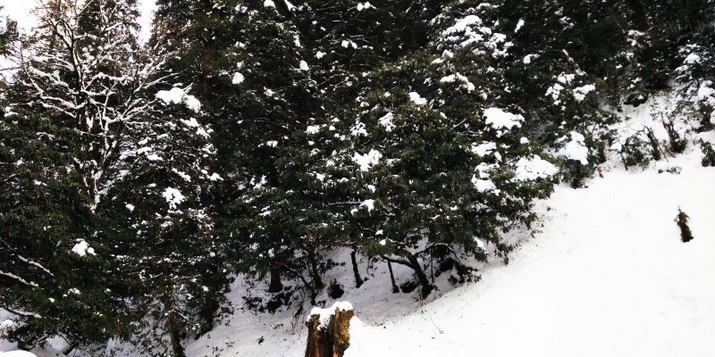 Tree & landscape filled with snowfall  – free photo