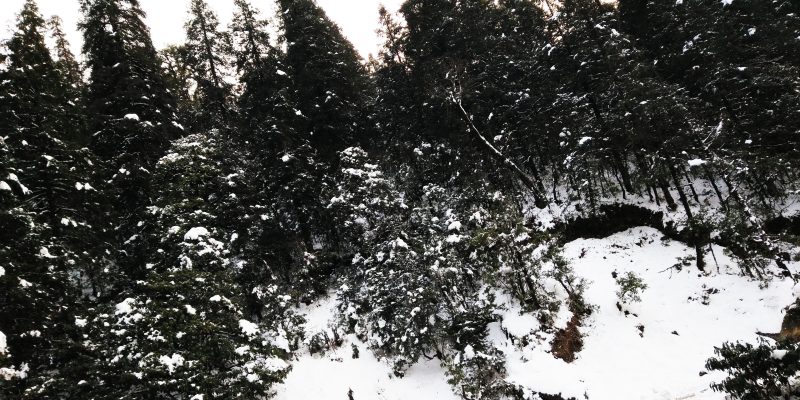 Tree & landscape filled with snowfall  – free photo