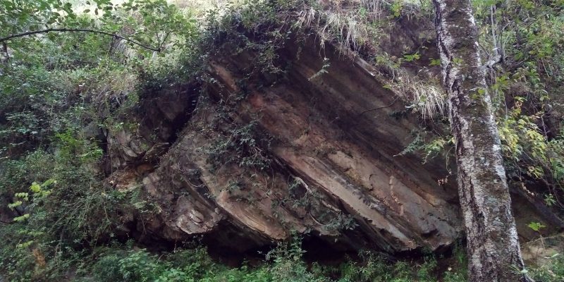 View old tree wood – free photo