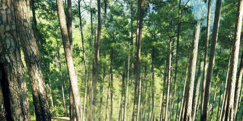 Green nature in the forest – free photo