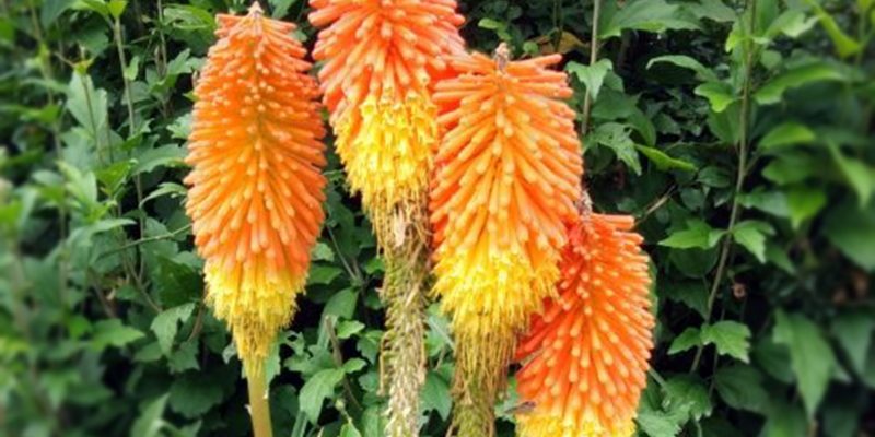 Flowers of torch lily, Kniphofia image – Free Photo