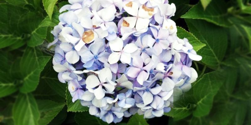 Hydrangea flowers in garden – free photo
