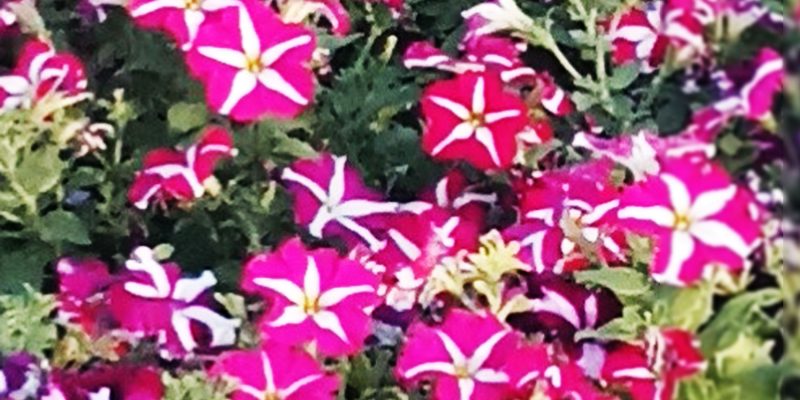 Dianthus flower blooming in garden – free photo