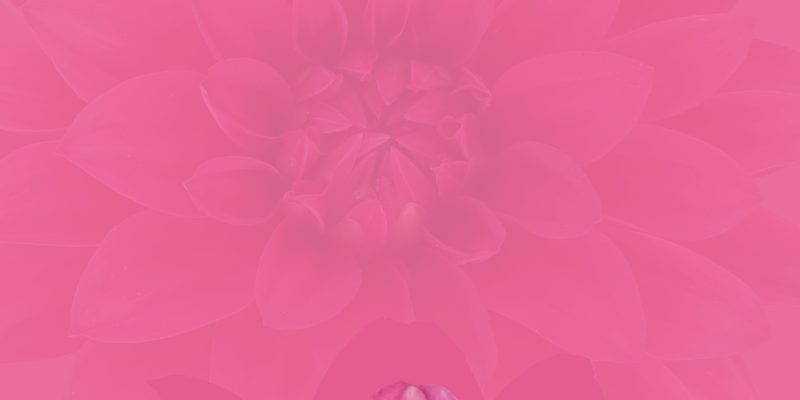 Dahlia flower Background -free photo