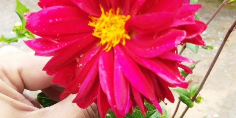 Dahlia flower in Hand image – free photo