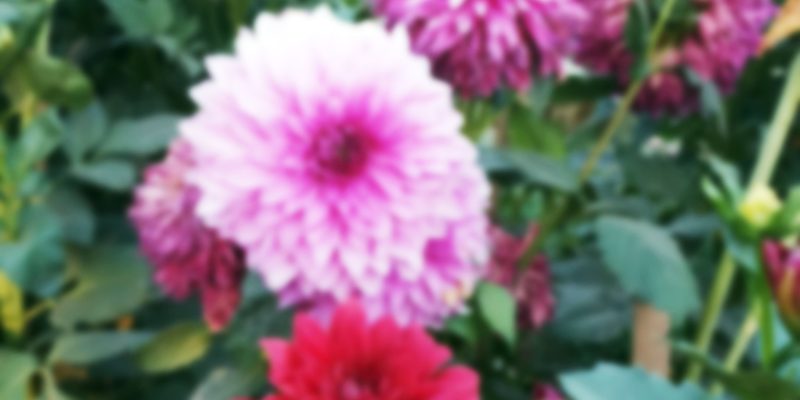 Dahlia flower garden -free photo