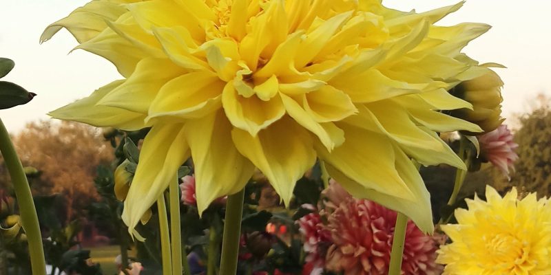 Yellow Dahlia flower garden – free photo