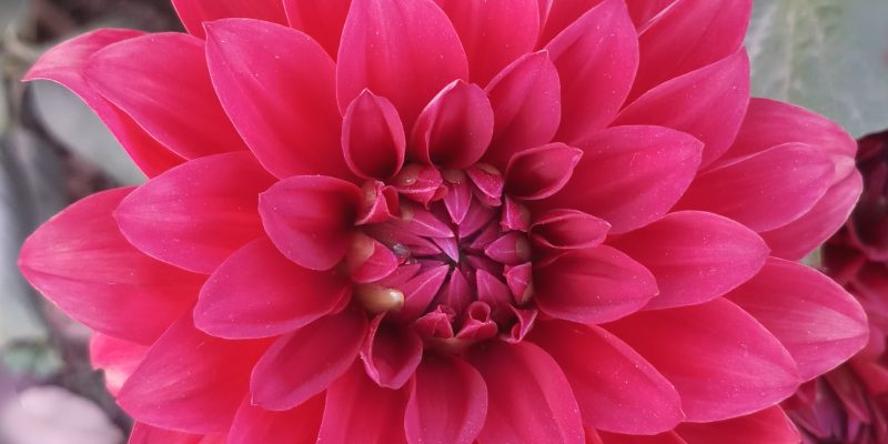 Dahlia flower – free photo
