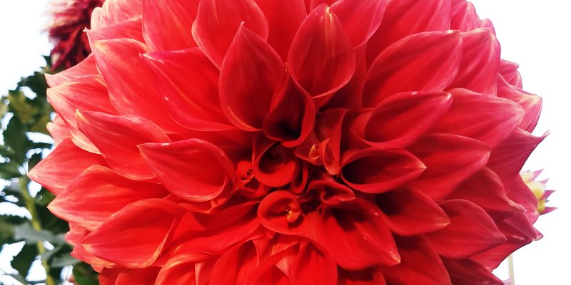 Dahlia flower – free photo