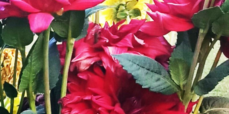 Dahlia flower garden image – free photo