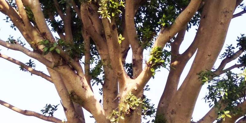 Old and big cluster fig tree – free photo