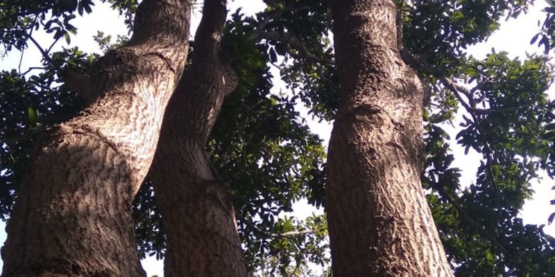 Big mango tree – free photo