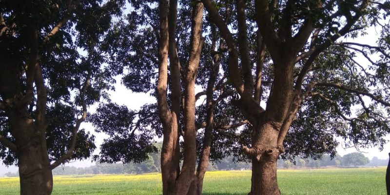 Mango tree garden in agriculture area – free photo