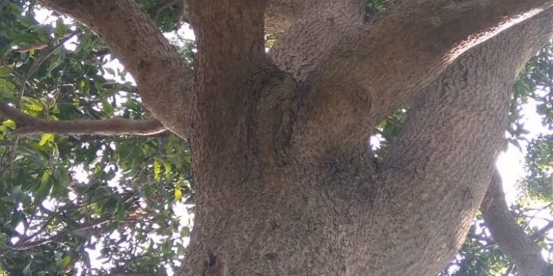 Tree stem – free photo