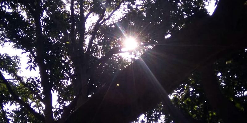 Sunrays through mango tree tops – free photo