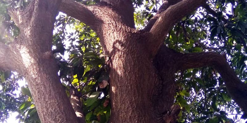 Tree stem & branch – free photo