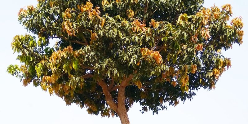 Mango small tree – free pic