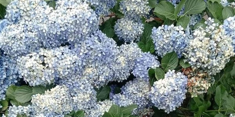 Hydrangea flowers in garden – free photo