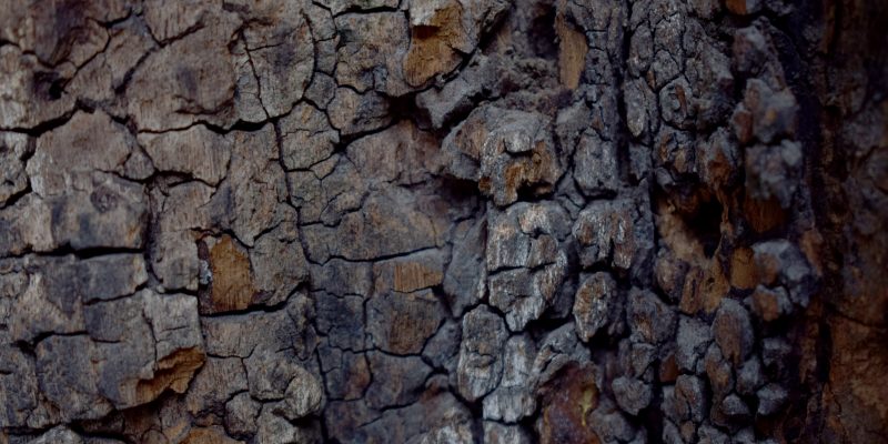 Bark of old tree,  tree bark texture background – free photo