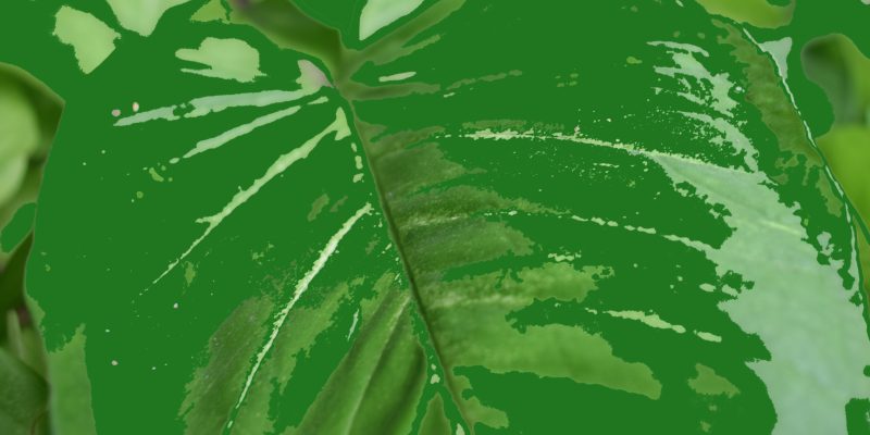 Abstract green leaf texture for background – free photo