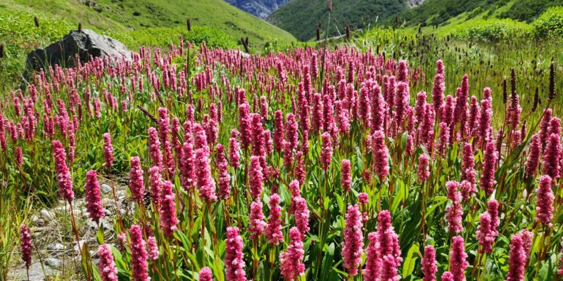 Amazing natural flower sceneries in mountain hill landscape Uttrakhand – free photo
