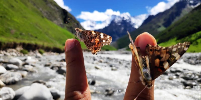 Beautiful butterfly sitting on fingers – free photo