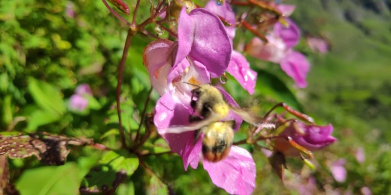 Nature, Flower Background with insect – free pic