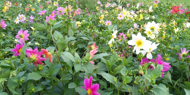 Nature, flower background – free photo